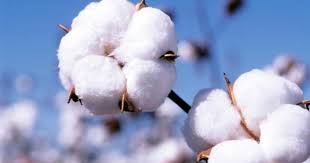 Le coton: de la graine au T shirt