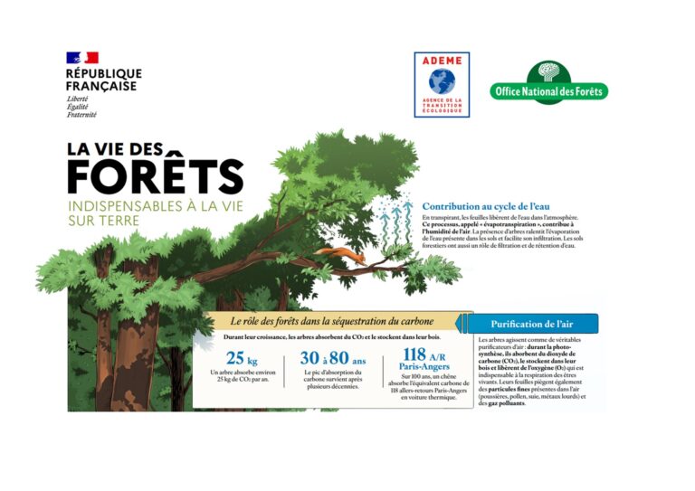 La vie d&rsquo;un arbre. La forêt face aux changements climatiques